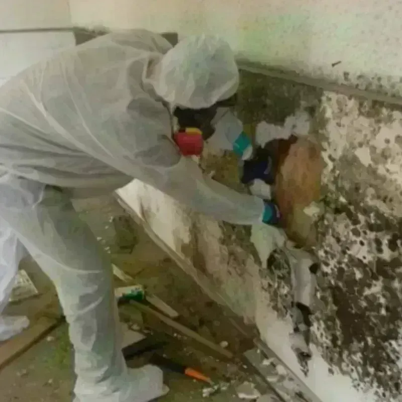 Mold Remediation and Removal in Berrien Springs, MI